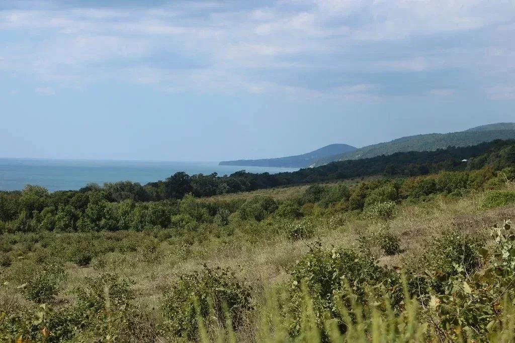 Урочище Сосновая Щель в Архипо-Осиповке
